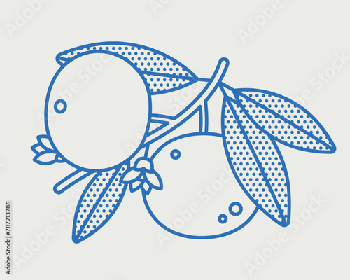 Mandarin branch with fruits. Line art, retro. Plants and herbs for cosmetics.