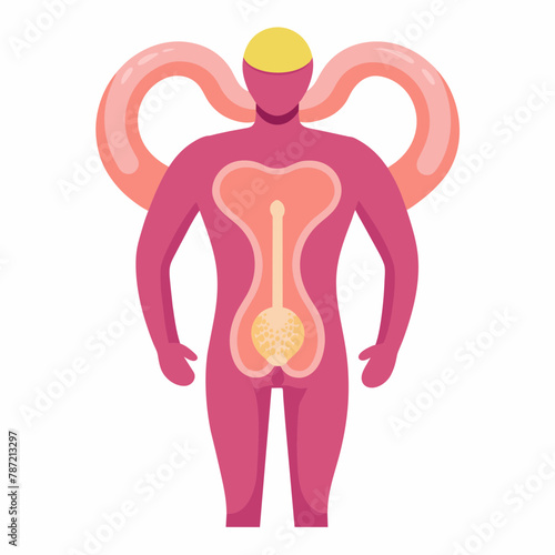 Prostate Anatomy Vector Illustration  photo