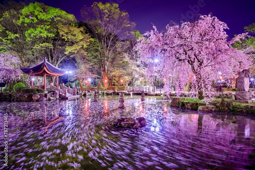 岐阜市、日中友好庭園の桜と花筏 photo