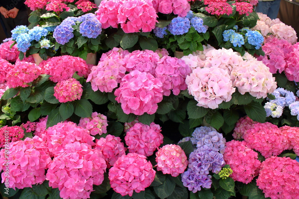 カラフルで美しいアジサイの花 カラフルで美しいアジサイの花