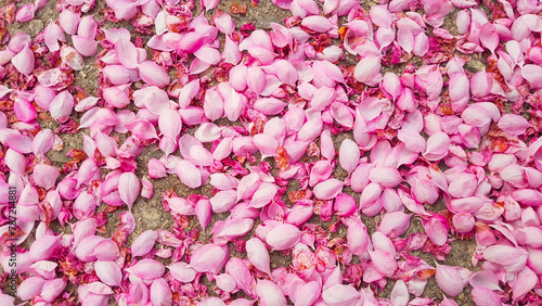 Lots of pink crapapple flower petals sitting on the ground.