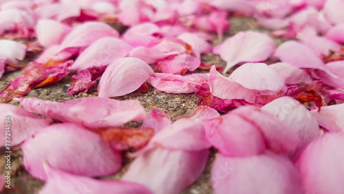 Lots of pink crapapple flower petals sitting on the ground.