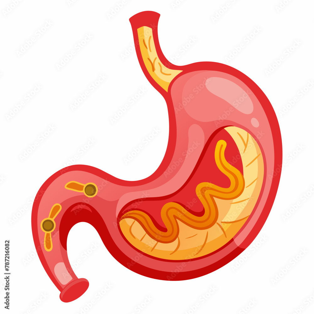 Stomach High-Quality Vector Illustration on White Background Stomach High-Quality Vector Illustration on White Background