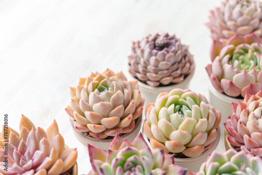 Fototapeta premium 可愛く紅葉している多肉植物のエケベリアのフレーム