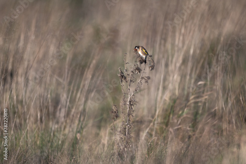 Carduelis carduelis - European goldfinch - Chardonneret d'Europe - Chardonneret élégant