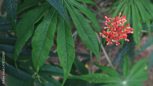 Jatropha podagrica ornamental plant with green leaves,Close up photo photo