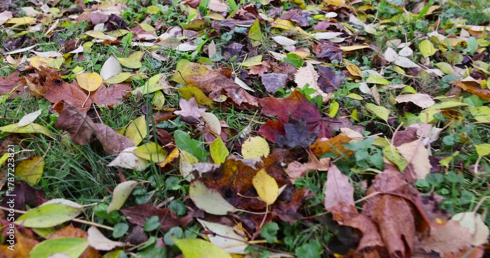 maple trees in autumn, maple in autumn in cloudy weather maple trees in autumn, maple in autumn in cloudy weather