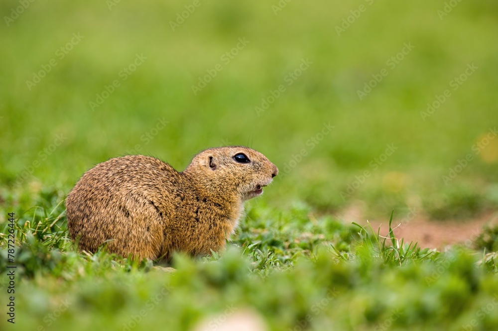 Ground squirrel feeding. Cute funny animal ground squirrel. Green nature background. Cute animal in the wild Ground squirrel feeding. Cute funny animal ground squirrel. Green nature background. Cute animal in the wild