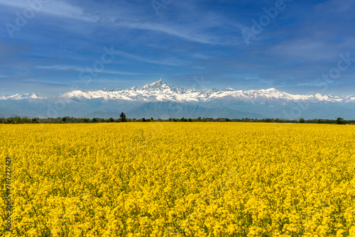 Yellow flowering rapeseed field with background Mount Monviso under blue sky, picturesque landscape of the Po Valley overlooking the Cottian Alps in the province of Cuneo, Piedmont, Italy
