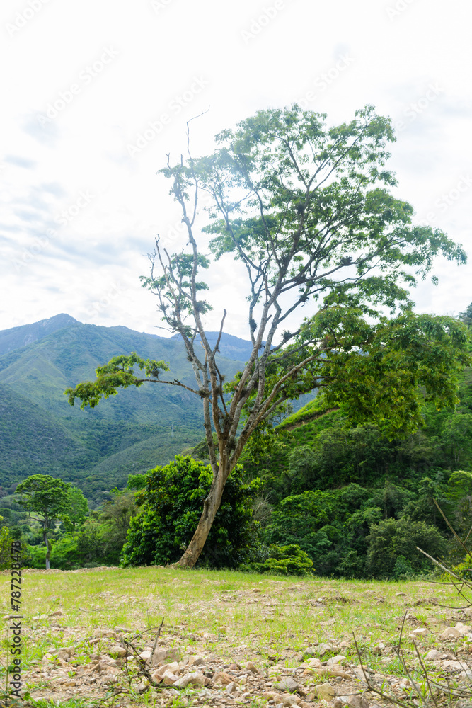 Obraz premium Arboles y naturaleza