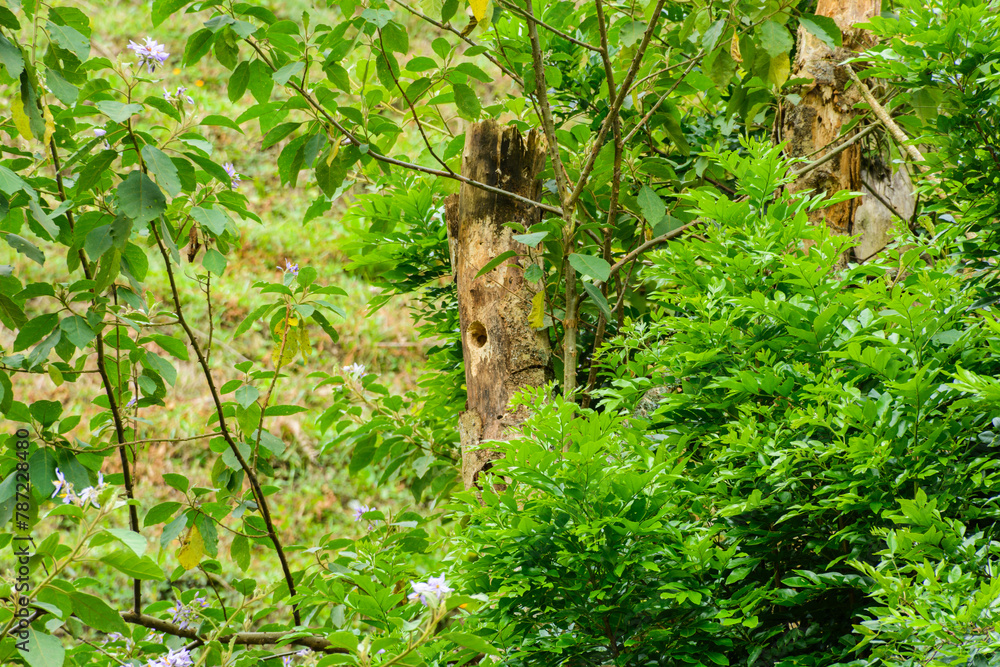 Arboles y naturaleza