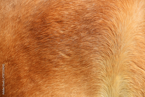 Horse skin texture background close up view
