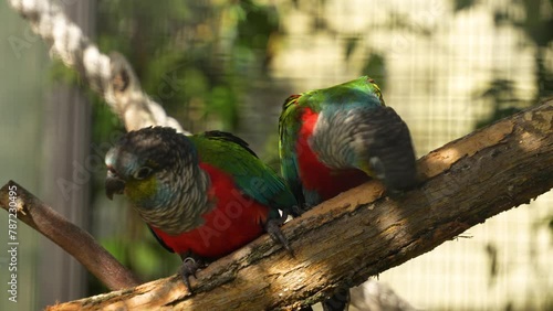Scarlet bally parrots sitting on a branch photo