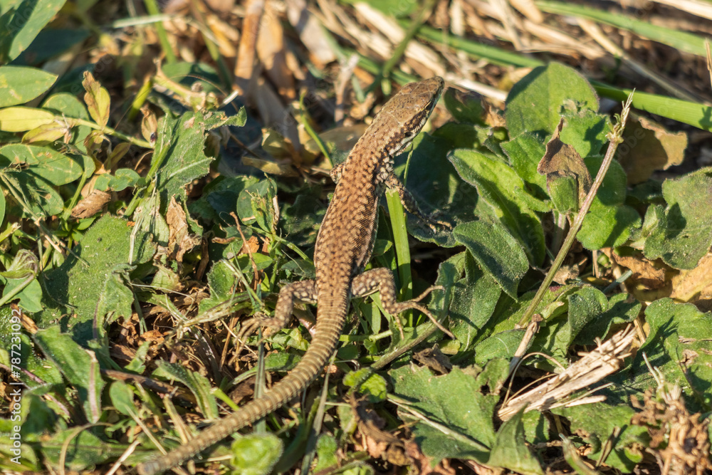 Fototapeta premium Close-up photo of a lizard