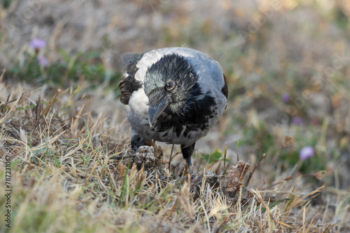 Close-up photo of a hooded crow siting in the grass