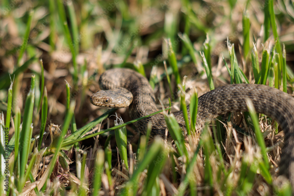 Photo of a snake in the grass Photo of a snake in the grass