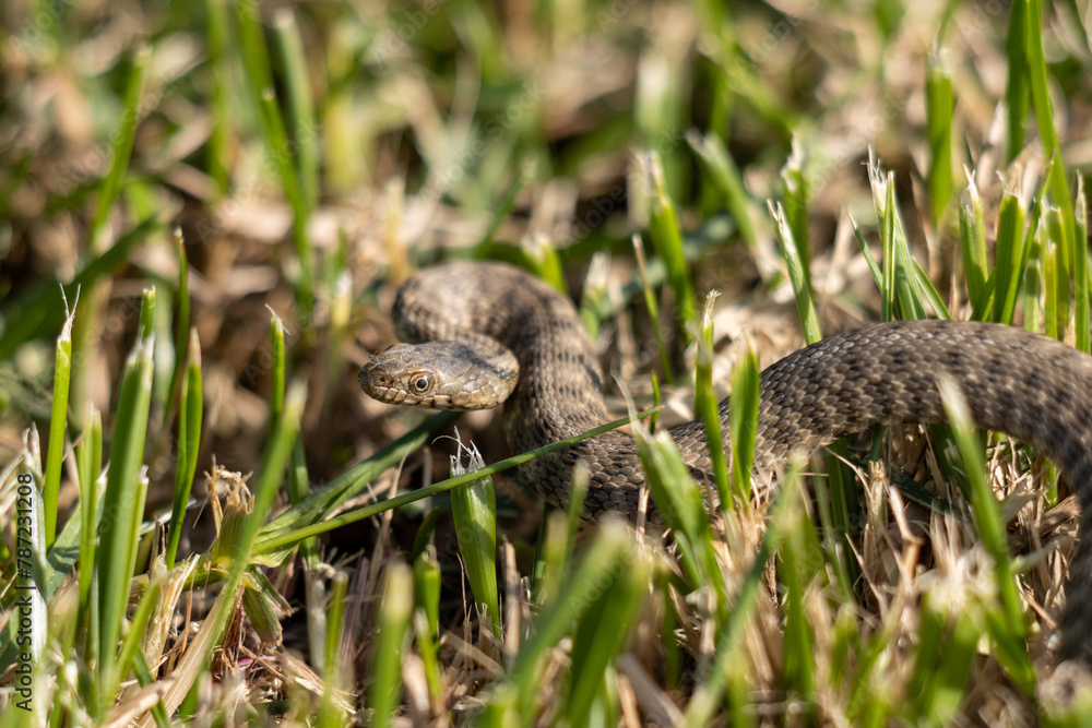 Photo of a snake in the grass Photo of a snake in the grass