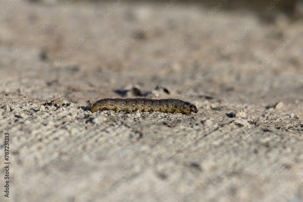 close up photo of a caterpillar