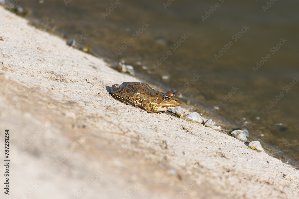 Close-up photo of a frog relaxing by the lake Close-up photo of a frog relaxing by the lake