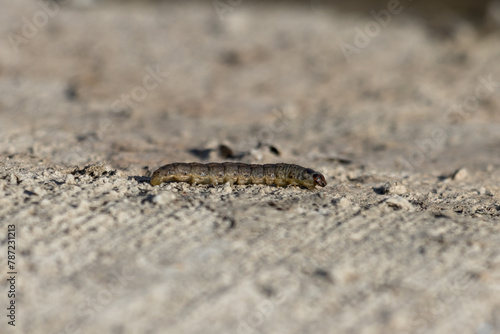 close up photo of a caterpillar
