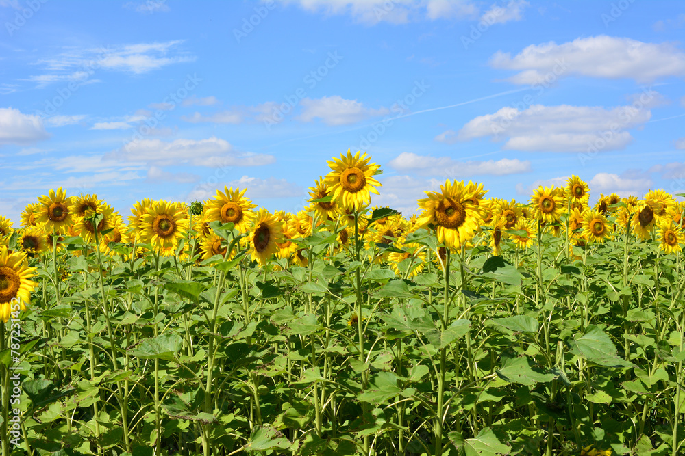 Obraz premium a field of sunflowers with a blue sky and clouds in the background 