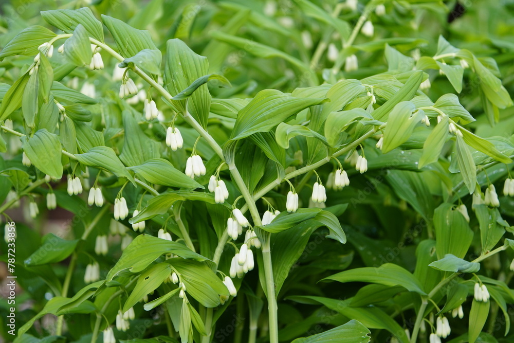 Polygonatum biflorum (smooth Solomon's-seal, great Solomon's-seal) is an herbaceous flowering plant native to eastern and central North America. Hanover, Germany. Polygonatum biflorum (smooth Solomon's-seal, great Solomon's-seal) is an herbaceous flowering plant native to eastern and central North America. Hanover, Germany.