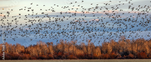 Flock of migrating mallard ducks flying over fields and trees at sunset