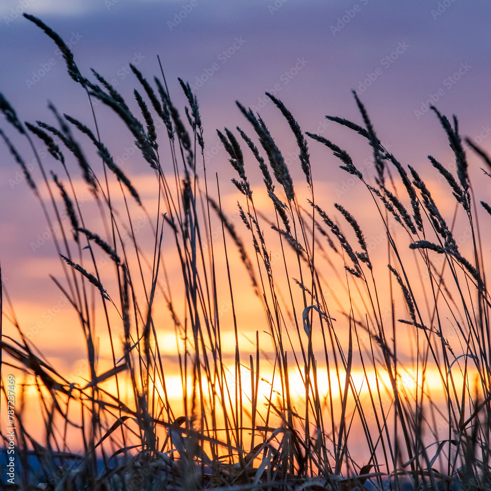 Silhouettes of wild grasses against sky at sunset Silhouettes of wild grasses against sky at sunset