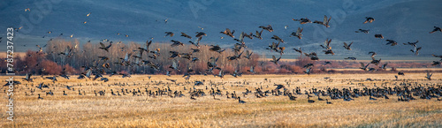 Migrating mallard duck in flight over fields photo