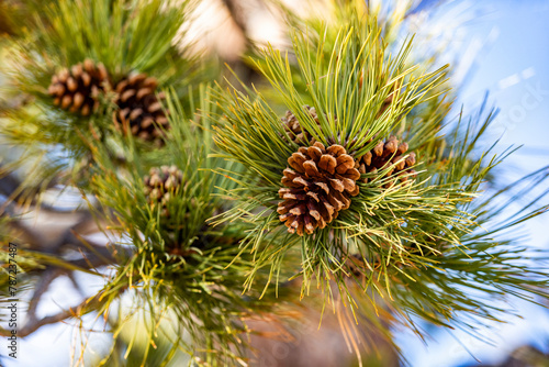 Close-up of pine cone on branch with needles photo