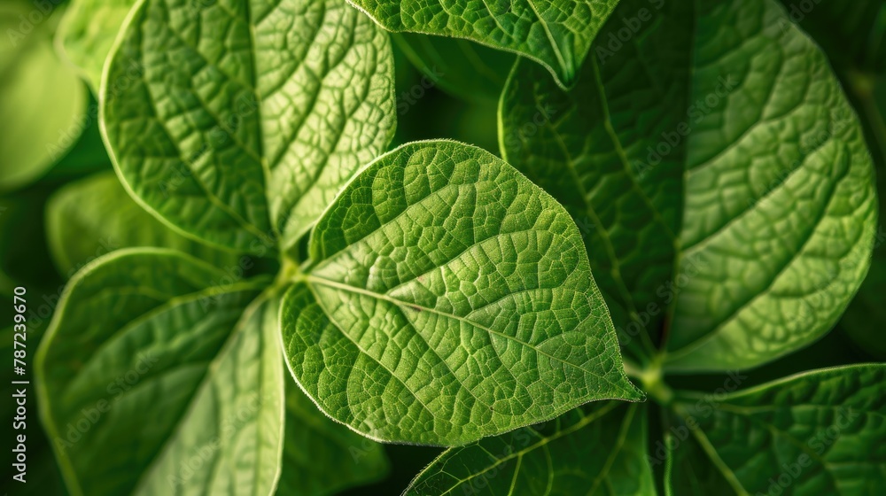 Image of verdant foliage displaying prominent leaf veins under natural lighting Symbolizing botanical study Image of verdant foliage displaying prominent leaf veins under natural lighting Symbolizing botanical study