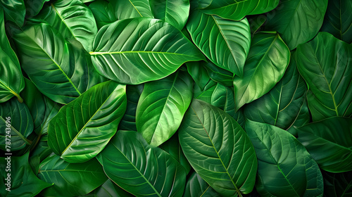 Textures of abstract green leaves for tropical leaf background.