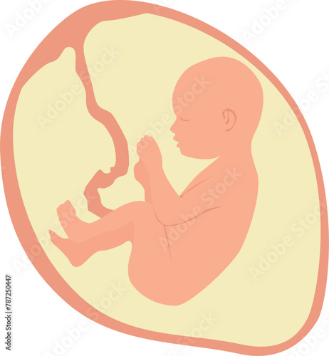 A baby in the womb is in the fetal position with its head up. Vector illustration with transparent background.