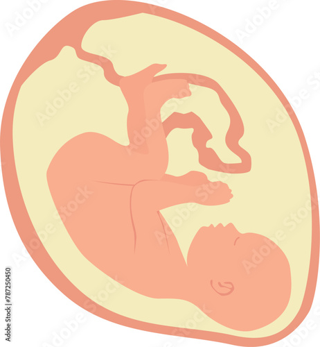 A baby in the womb is in the fetal position with its head down. Vector illustration