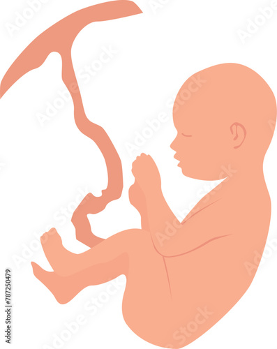 Baby in embryo position with umbilical cord . Vector illustration