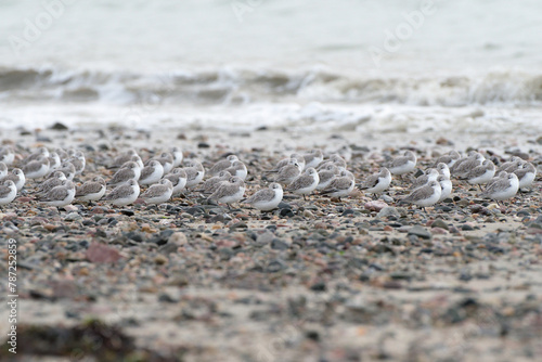 Une troupe de bécasseaux sanderling  au repos (Calidris alba) fait face au vent sur une plage de galets en Bretagne au printemps