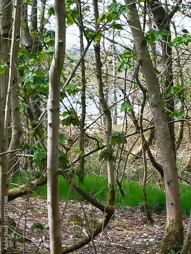 trees in the forest