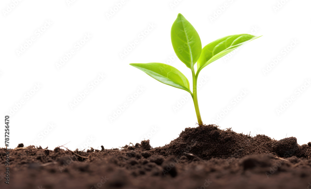 PNG Plant growing soil leaf agriculture. PNG Plant growing soil leaf agriculture.