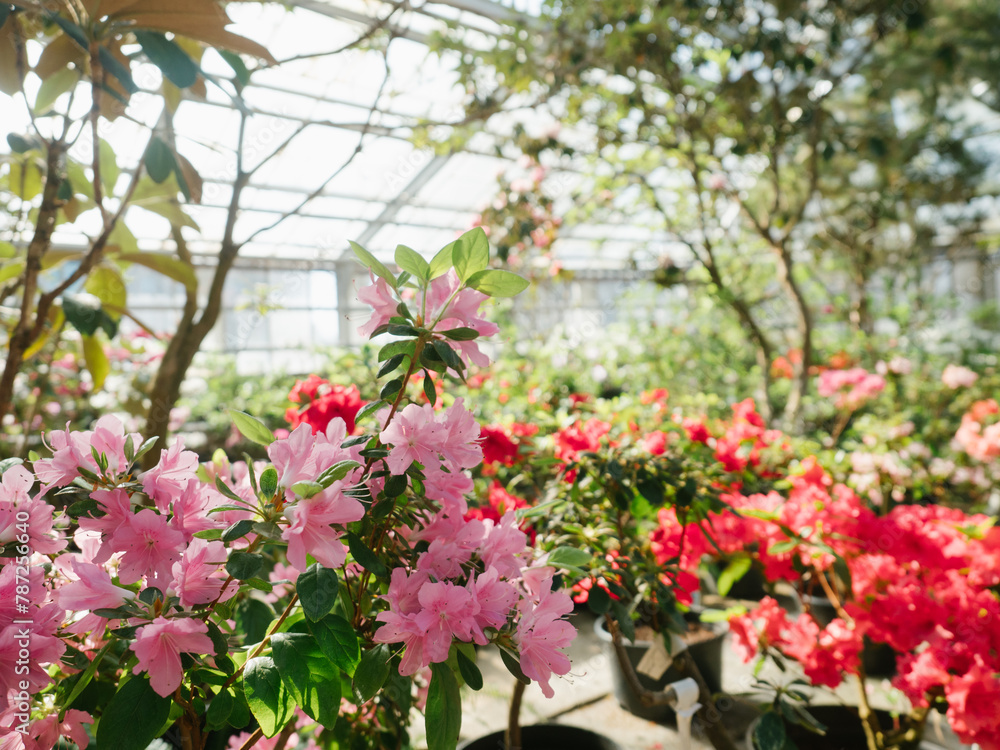 Multi-colored azaleas in general plan in Oran, sunny in the greenhouse, beautiful light