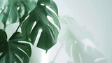 Beautiful monstera leaves or Swiss Cheese plant on a white background Monstera in a modern interior Minimalism concept Copy space selective focus Banner : Generative AI