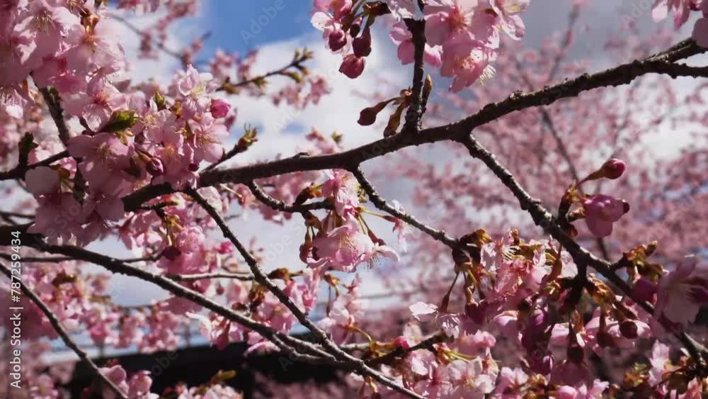 ピンク色の河津桜を日中の明かりに照らされています ピンク色の河津桜を日中の明かりに照らされています