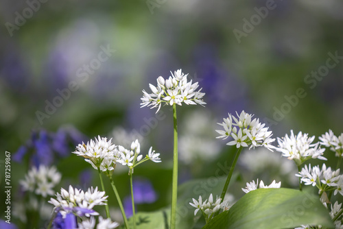 Wild garlic growing in Sussex woodland  on a sunny spring day