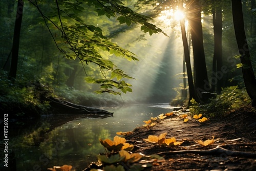 Sunlight shines through the leaves and hits the ground in a beautiful, lush forest.