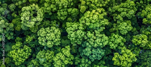 Drone view of lush mangrove forest capturing co2 for carbon neutrality and zero emissions photo