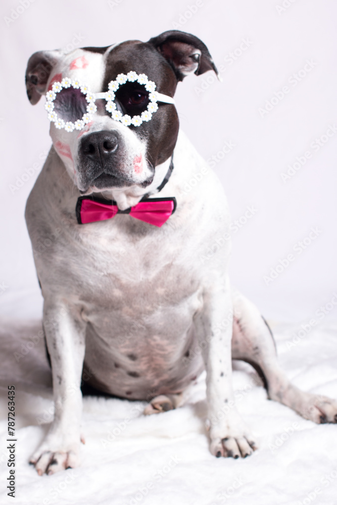 A fashionable black and white dog in a hat with glasses and a top hat. Advertising of pet supplies, a pet