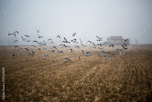 Piccioni in volo su campo coltivato e cascina nella nebbia