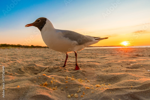 seagulls and Picturesque sunset on the Polish Baltic Sea during sunset