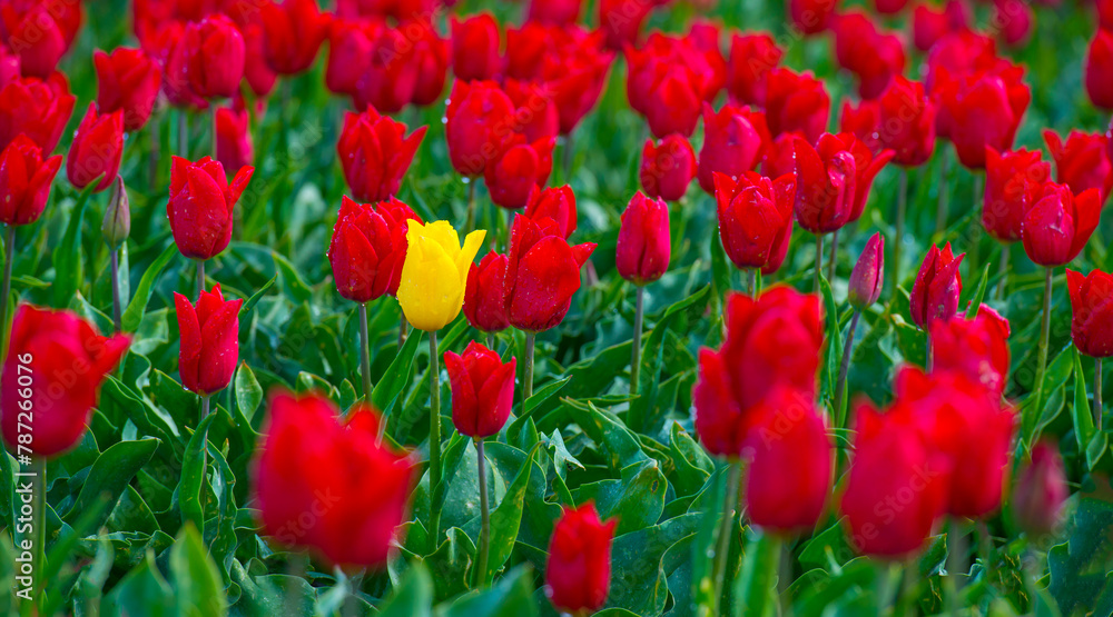 Obraz premium Colorful flowers growing in an agricultural field, Almere, Flevoland, The Netherlands, April 17, 2024