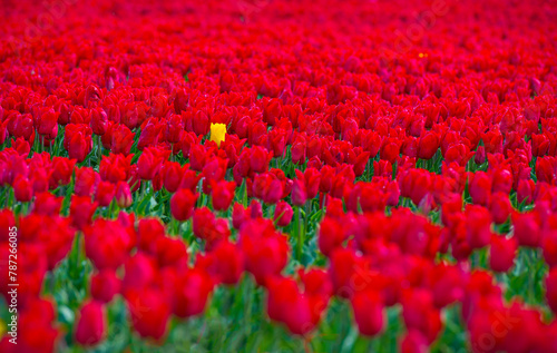 Colorful flowers growing in an agricultural field, Almere, Flevoland, The Netherlands, April 17, 2024 © Naj