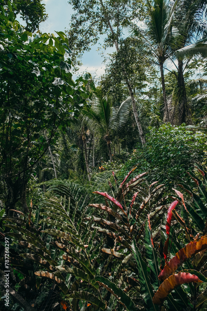 Obraz premium wild jungle